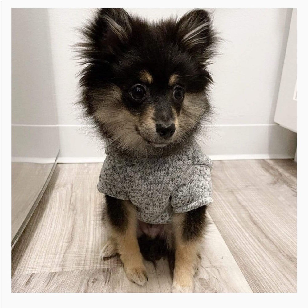 The Modern Pup